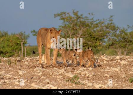 Ein Stolz afrikanischer Löwen in der namibischen Wüste. Fotografiert im Etosha Nationalpark Namibia, Afrika Stockfoto