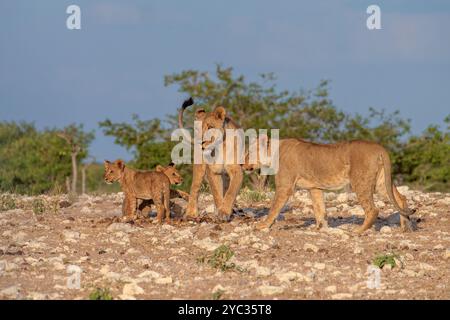 Ein Stolz afrikanischer Löwen in der namibischen Wüste. Fotografiert im Etosha Nationalpark Namibia, Afrika Stockfoto