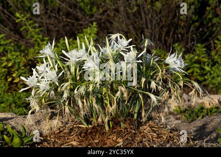 Meeresnarzissen, Meer pancratium Lily (pancratium maritimum) طيطان بحري an der mittelmeerküste, israel im September Stockfoto