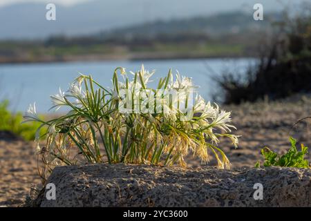 Meeresnarzissen, Meer pancratium Lily (pancratium maritimum) طيطان بحري an der mittelmeerküste, israel im September Stockfoto