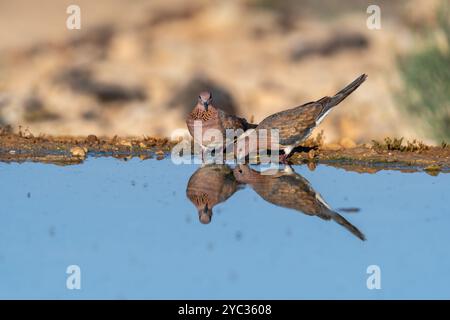 Europäische Schildkrötentaube (Streptopelia turtur) in der Nähe von Wasser dieser Vogel ist ein bedrohtes oder gefährdetes Mitglied der Vogelfamilie Columbidae, der Tauben und der Taube Stockfoto