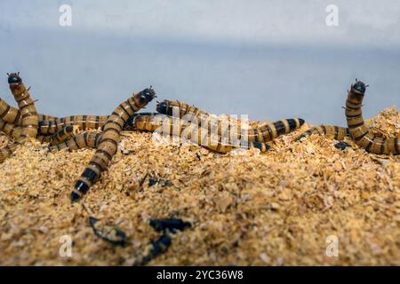 Zophobas morio ist eine Art des Dunkelkäfers, dessen Larven unter dem gebräuchlichen Namen Superwurm, Königswurm, Gerstenwurm, Morio-Wurm oder einfach Zopho bekannt sind Stockfoto