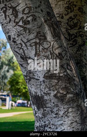 Namen in einen Baum gehauen für die Nachwelt Stockfoto