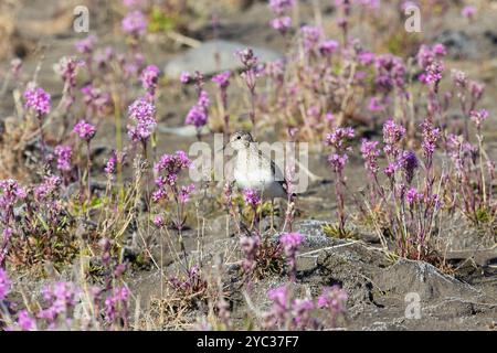 Der erwachsene Temminck-Stint steht zwischen Blumen Stockfoto