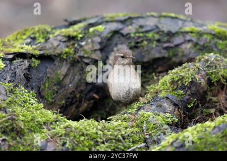 Der Eurasische Zorn sitzt ganz nah auf einem alten Stumpf Stockfoto