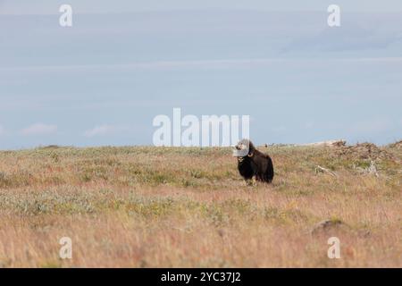 Männlicher Muskox in der Tundra. Republik Sakha, Jakutien, Russland Stockfoto