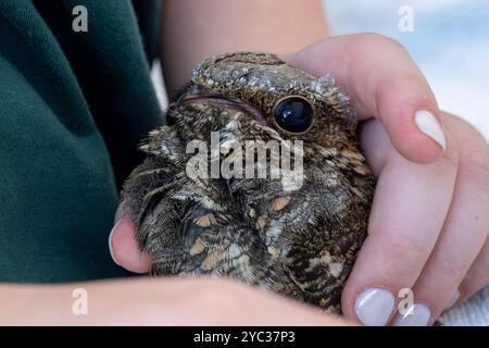 Tierärztliches Personal füttert eine im Krankenhaus aufgenommene europäische Nachtkanne (Caprimulgus europaeus) سبد أوروبي, während diese Vogelart in fl jagt und isst Stockfoto