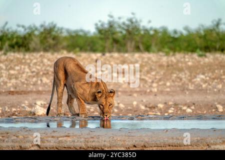 Löwens Trinkwasser fotografiert im Etosha Nationalpark Namibia, Afrika, Stockfoto