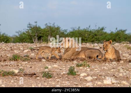 Ein Stolz afrikanischer Löwen in der namibischen Wüste. Fotografiert im Etosha Nationalpark Namibia, Afrika Stockfoto