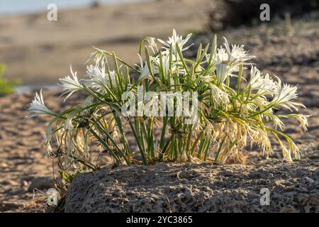 Meeresnarzissen, Meer pancratium Lily (pancratium maritimum) طيطان بحري an der mittelmeerküste, israel im September Stockfoto