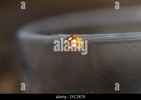 Marienkäfer spazieren in kleiner Natur Stockfoto