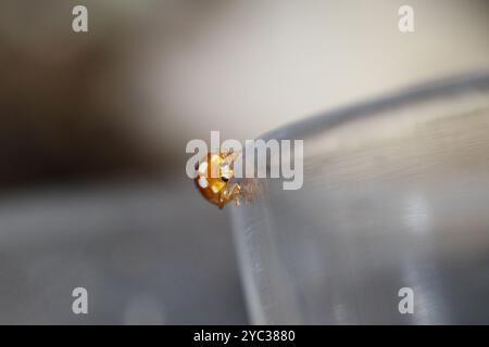 Marienkäfer spazieren in kleiner Natur Stockfoto