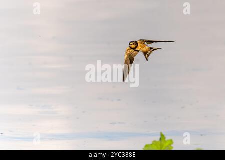 Scheunenschwalben (Hirundo rustica) خطاف المخازن im Flug. Schwalben sind saisonale Besucher der nördlichen Hemisphäre, die weite Strecken nach Süden ziehen Stockfoto
