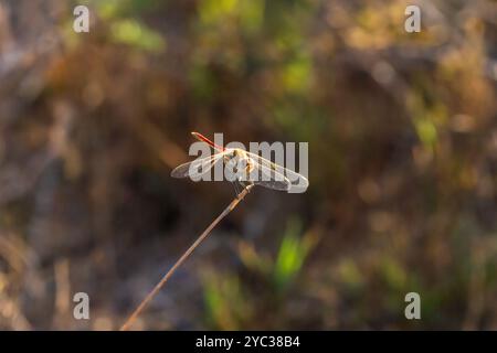 Die Scharlach-Libelle (Crocothemis erythraea) ist eine Libellenart aus der Familie der Libellulidae. Zu den gebräuchlichen Namen gehören breites Scharlach, gebräuchlicher sca Stockfoto