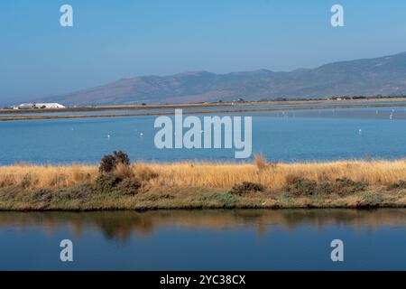 Kleine Herde von großen Flamingos (Phoenicopterus ruber) am See Kalloni im Binnenland, Lesbos, Griechenland. Lesbos oder Lesbos ist eine griechische Insel im Nort Stockfoto