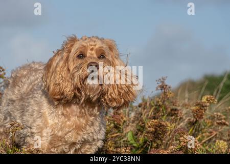 Kakapoo mit blauem Himmel dahinter Stockfoto