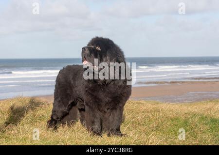 Neufundlandhund auf der Klippe Stockfoto