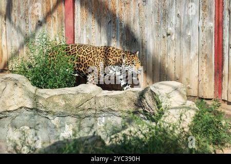 Ein majestätischer jaguar schlendert anmutig durch eine umzäunte Gegend, die Teil eines Zoos ist, und zeigt seine schönen Flecken und seine kraftvolle Karosserie Stockfoto