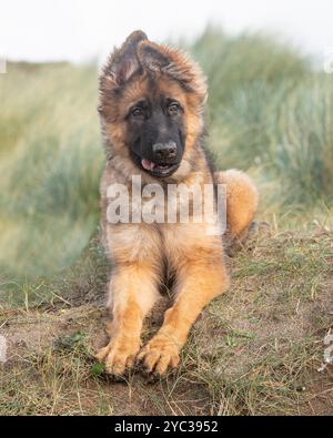 Schäferhund Welpe im langen Gras Stockfoto
