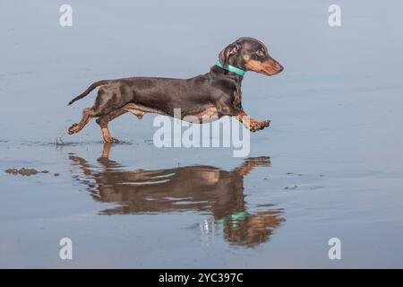 Miniatur-Dackel mit glattem Haar, der am Strand läuft Stockfoto