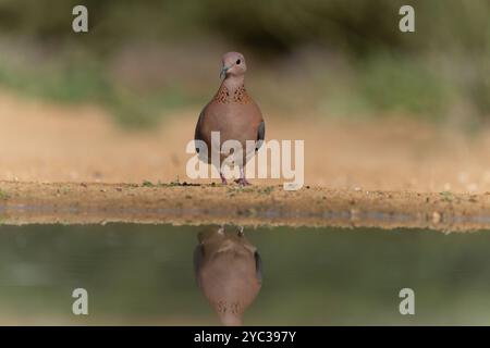 Europäische Schildkrötentaube (Streptopelia turtur) in der Nähe von Wasser dieser Vogel ist ein bedrohtes oder gefährdetes Mitglied der Vogelfamilie Columbidae, der Tauben und der Taube Stockfoto