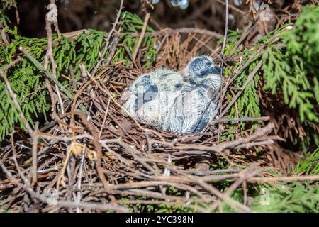 Streptopelia turtur (Streptopelia turtur) ist ein bedrohtes oder gefährdetes Mitglied der Vogelfamilie Columbidae, der Tauben und der Pige Stockfoto