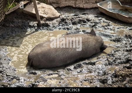 Ein Schwein liegt bequem im Dreck in seinem Stall und genießt die warme Sonne und das Erdaroma, das ihn umgibt Stockfoto