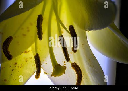 Makrofotografie-Staubgefäße eines Hippeastrums mit weißen Filamenten und prominenten Pollenstauben Stockfoto