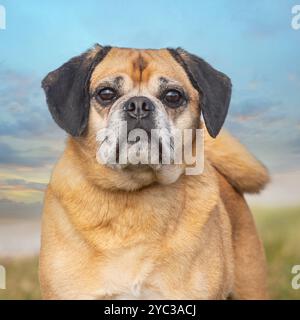 Pugglehund, Kreuzungen Stockfoto