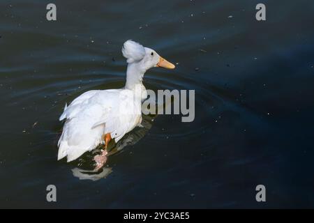 Eine Herde weißer Haubenenten im Yarkon River, Tel Aviv, Israel Stockfoto