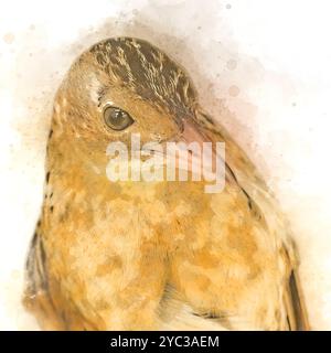 Digitales Bild eines Nahporträts eines Maiskrakens صفرد die Maiskrake (Crex crex) brütet in Europa und Asien bis in den Osten Westchina, Stockfoto