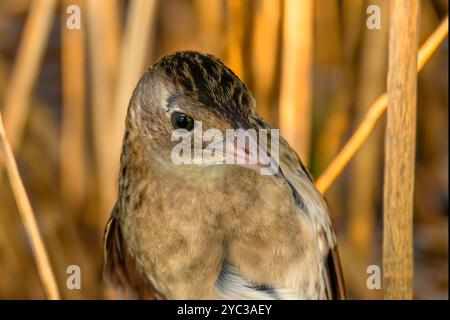 Digitales Bild eines Nahporträts eines Maiskrakens صفرد die Maiskrake (Crex crex) brütet in Europa und Asien bis in den Osten Westchina, Stockfoto
