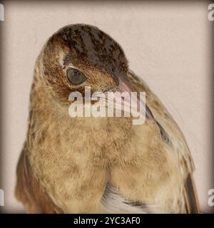 Digitales Bild eines Nahporträts eines Maiskrakens صفرد die Maiskrake (Crex crex) brütet in Europa und Asien bis in den Osten Westchina, Stockfoto