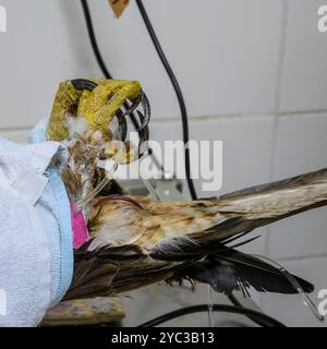 Intravenöse Therapie für einen Bonelli-Adler (Aquila fasciata) عقاب بونلي im israelischen Wildlife Hospital Ramat Gan sind die Adler von Israel Bonelli mittelgroß Stockfoto