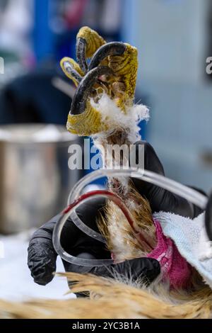 Intravenöse Therapie für einen Bonelli-Adler (Aquila fasciata) عقاب بونلي im israelischen Wildlife Hospital Ramat Gan sind die Adler von Israel Bonelli mittelgroß Stockfoto