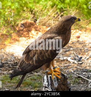 Der Europäische Honigbussard (Pernis apivorus), حميمق النحل الأوروبي auch bekannt als Pern oder gemeiner Ppern, ist ein Raubvogel aus der Familie der Accipitridae Stockfoto