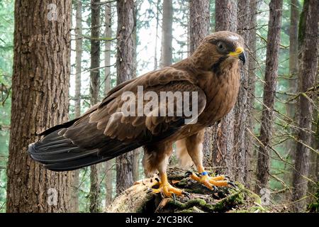 Der Europäische Honigbussard (Pernis apivorus), حميمق النحل الأوروبي auch bekannt als Pern oder gemeiner Ppern, ist ein Raubvogel aus der Familie der Accipitridae Stockfoto