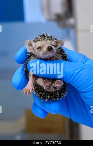Michal, vom Veterinärpersonal, behandelt einen verwaisten jungen Langohrigel (Hemiechinus auritus) قنفذ طويل الأذن im israelischen Wildlife Ho Stockfoto