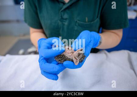 Michal, vom Veterinärpersonal, behandelt einen verwaisten jungen Langohrigel (Hemiechinus auritus) قنفذ طويل الأذن im israelischen Wildlife Ho Stockfoto