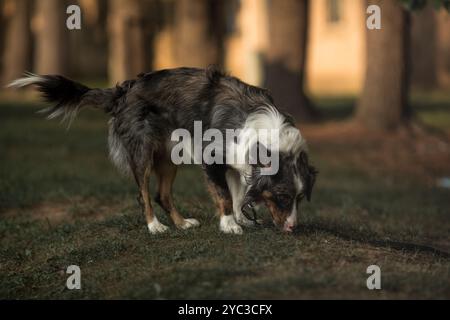 Porträt des australischen Schäferhundes auf der Herbstwiese. Glücklicher, entzückender australischer Hund, der auf dem Grasfeld sitzt. Stockfoto