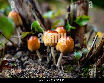 Nijmegen, Niederlande. Oktober 2024. Kleine Psilocybe-Pilze wachsen in der Mitte eines geschnittenen Stammes. Es ist Herbst, das heißt, es gibt Pilze in Wäldern und Nationalparks in den Niederlanden. In den Niederlanden gibt es etwa 5.250 Pilzarten. Viele dieser Arten sind ernsthaft bedroht, und in den Niederlanden sind in den letzten Jahrzehnten etwa 200 Arten ausgestorben. Es ist die perfekte Jahreszeit, um Fotos von der Natur zu machen und Pilzjagd zu genießen. (Foto: Ana Fernandez/SOPA Images/SIPA USA) Credit: SIPA USA/Alamy Live News Stockfoto