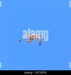 Rock Kestrel (Falco rupicolus) Aves Stockfoto