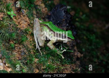 Giftiger Steinfrosch (Odorrana hosii) auf moosiger Felsoberfläche. Stockfoto