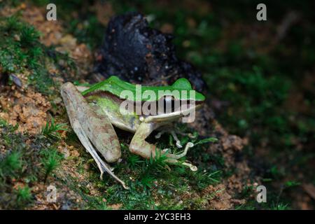 Giftiger Steinfrosch (Odorrana hosii) auf moosiger Felsoberfläche. Stockfoto