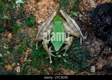 Giftiger Steinfrosch (Odorrana hosii) auf moosiger Felsoberfläche. Stockfoto