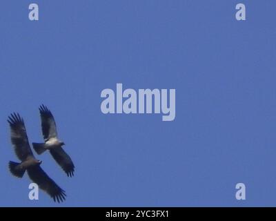 Indischer Fleckenadler (Clanga hastata) Aves Stockfoto