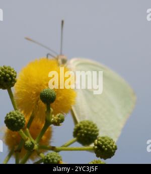 Afrikanischer Migrant (Catopsilia florella) Insecta Stockfoto