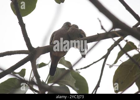 Croaking Ground Dove (Columbina cruziana) Aves Stockfoto