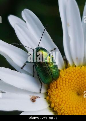 (Cryptocephalus sericeus) Insecta Stockfoto