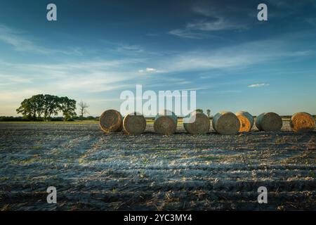 Strohballen, die an einem Septemberabend in Ostpolen auf einem Feld liegen. Stockfoto